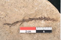Foto (Detailansicht) von Sequoia tournalii Brongn. (NHMW-GEO-2024-0188-7935a)